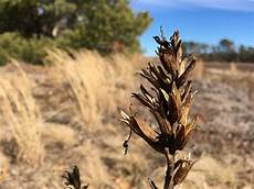 Spike capsules
