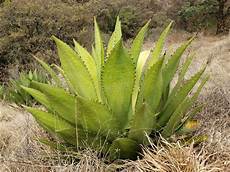 Spike capsules