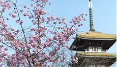 Spring Cradle